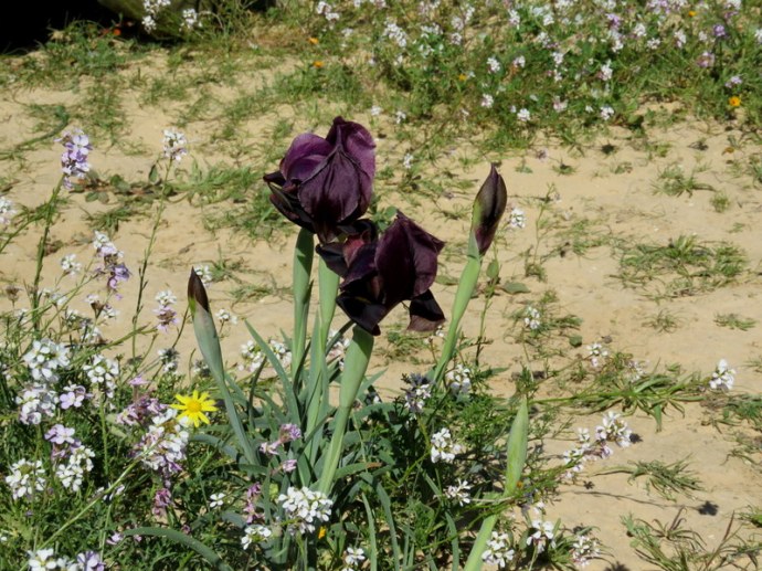 Iris petrana IMG_0191