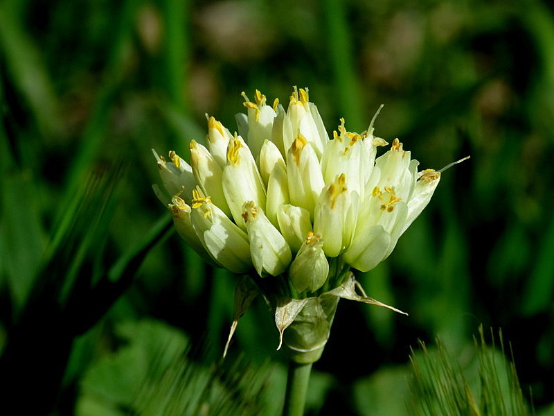 Allium orientalis IMG_8962-001