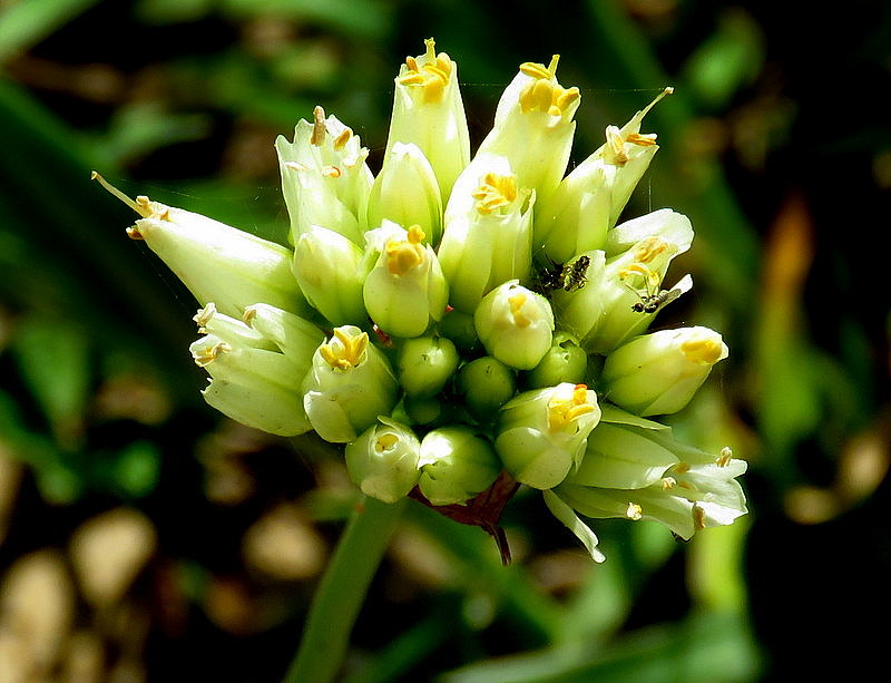 Allium orientalis IMG_8963-001