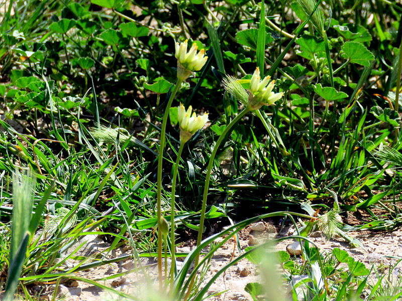 Allium orientalis IMG_8970-001