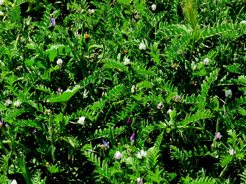 Astragalus callichrous IMG_9032-001
