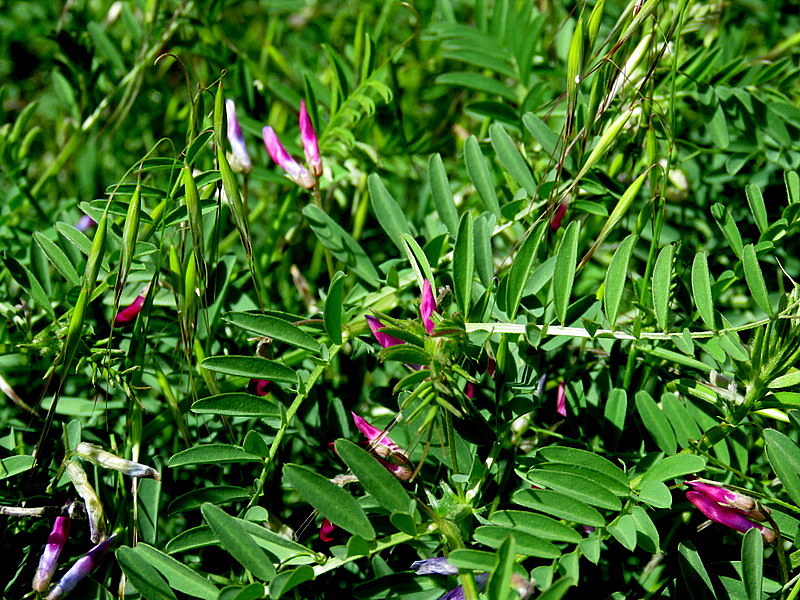 Astragalus callichrous IMG_9074-001