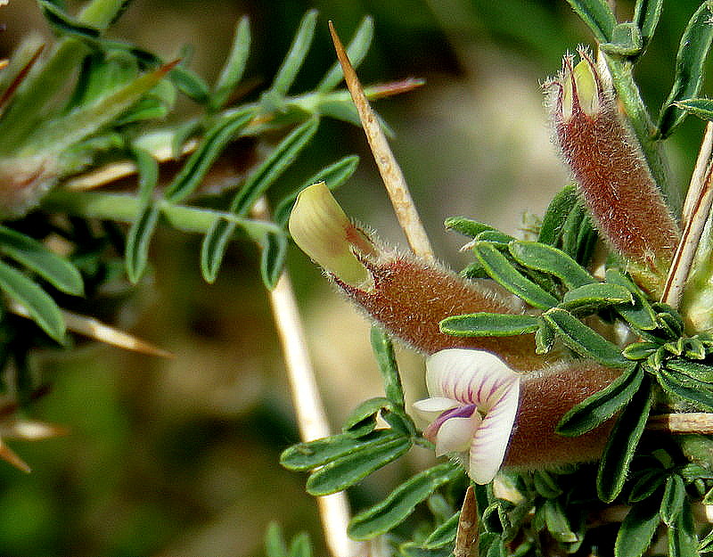 Astragalus spinosus IMG_7867-003