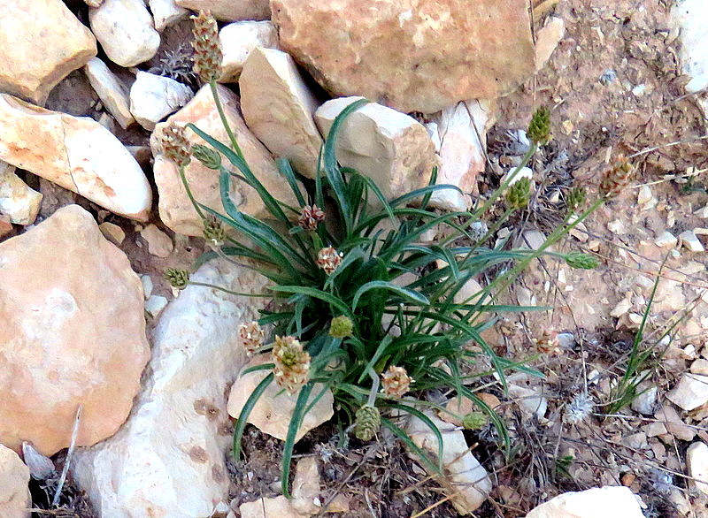 Plantago arenaria cylindrica IMG_8295-001
