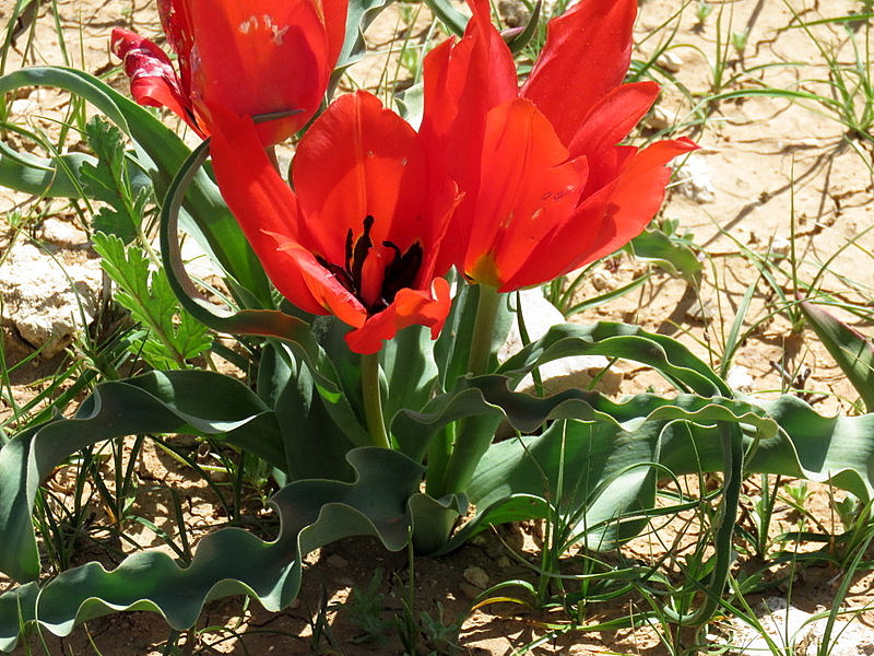 Тюльпаны пустыни Tulipa systola IMG_9475-001