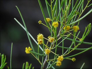Acacia nematophylla_IMG_6763 (2)