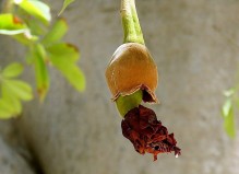 Adansonia digitata_Baobab_IMG_1157-001 (2)