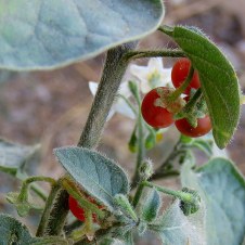 Solanum villosum IMG_9213-001