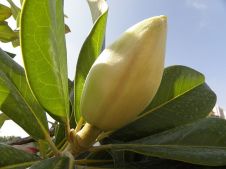 Magnolia grandiflora_P8130099_a