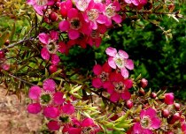 Tonkosemiann_Leptospermum 'Tickled Pink'_DSCN9610-002