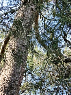 Pinus halepensis IMG_9587-001 (2)