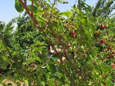 Prunus cerasifera IMG_0661-001