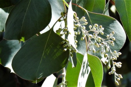 1-Eucalyptus polyanthemos DSCN2080-1 (2)