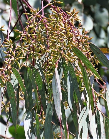Eucalyptus bicolor IMG_9803 (3)