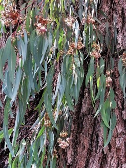 Eucalyptus calycogona IMG_5562 (2)