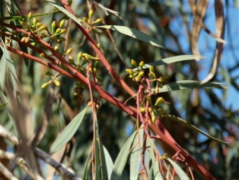 Eucalyptus odorata IMG_5203 (2)