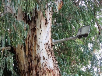 Eucalyptus P-T_IMG_9287 (2)
