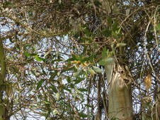 Eucalyptus steedmanii IMG_9453
