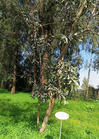 Eucalyptus stricklandii IMG_9861-001 (3)