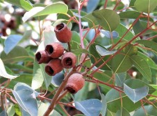 Eucalyptus calophylla_Corymbia IMG_5351 (2)