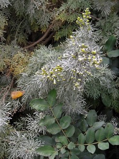 Artemisia abrotanum IMG_2101 (2)