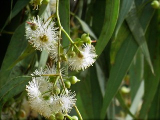 Eucalyptus dealbata IMG_2903 (3)