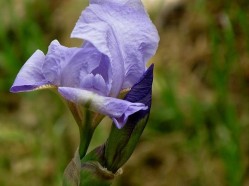 Iris germanica 'Babbling Brook'-2 (2)