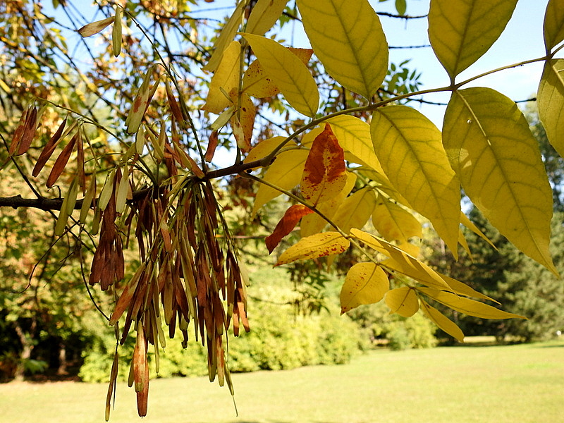 Ясень листья фото