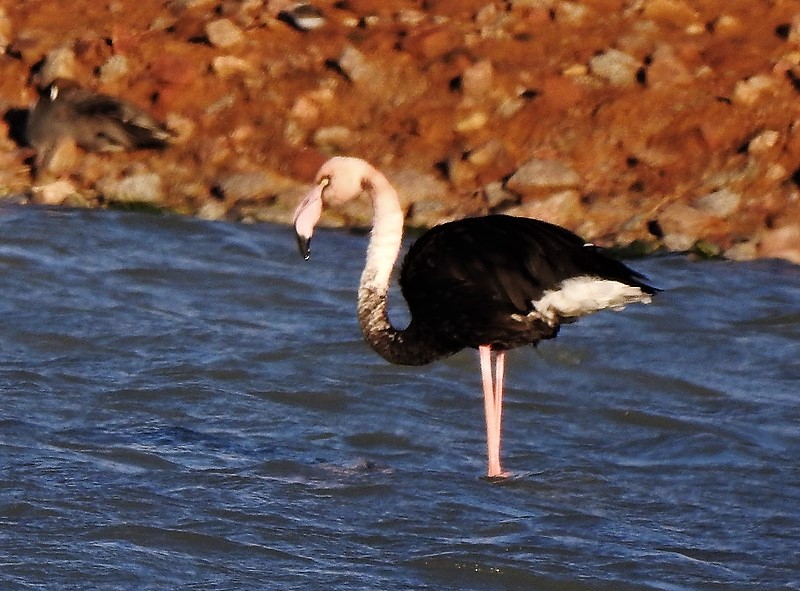 Фломинго. Черный Фламинго. Фламинго меланист. Фламинго темный. Бывает чёрные Фламинго.