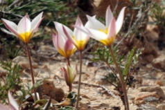 Tulipa biflora_DSCN9515-001