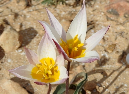 Tulipa biflora_DSCN9519-002