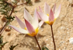 Tulipa biflora_DSCN9523-001