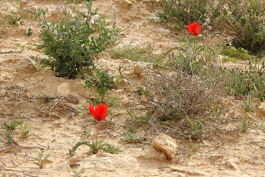 Тюльпаны пустыни 