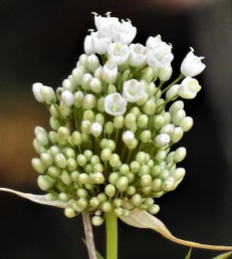 Allium pallens DSCN2349-001 (3)