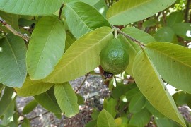 Guava_Psidium guajava_DSCN1976 (2)