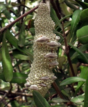 1-Banksia serrata_DSCN1928 (2)
