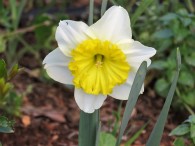 1-Narcissus IMG_2563 (2)