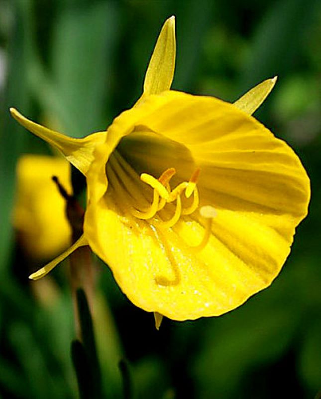Легендарный цветок нарцисс 1-Narcissus_Spoirot_5801-1