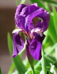 Iris germanica_IMG_2292 (3)