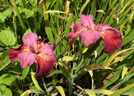 Iris sibírica DSCN9785 (5)