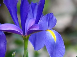 Iris x hollandica_IMG_2559 (2)