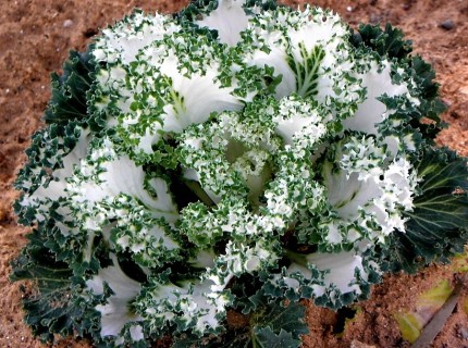 Ornamental cabbage_brassica_oleracea_acephala_P2143757-1 (2)
