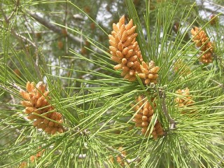1-Pinus halepensis_IMG_8604