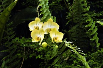 Phalaenopsis_DSCN0597 (3)